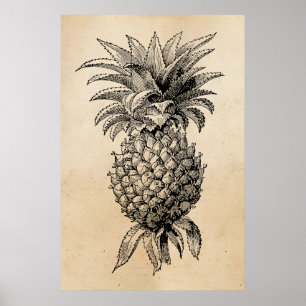 Poster Ananas vintages d'illustration d'ananas de 1800s