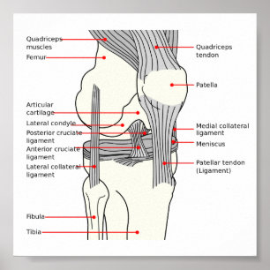Poster Anatomical Diagram human right knee joint