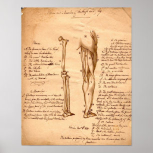 Poster Anatomical Sketch