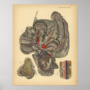 Poster Anatomie abdominale du cheval 1908 Imprimer Vintag