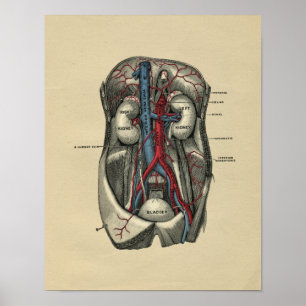 Poster Anatomie abdominale humaine 1902 copies vintages