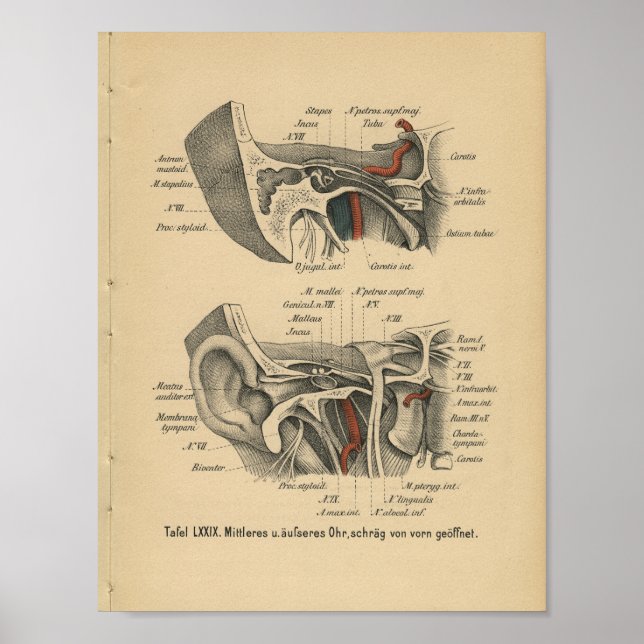 Poster Anatomie allemande vintage 1888 (Devant)