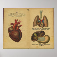 Anatomie allemande vintage Imprimer Organes intern