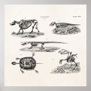 Poster Anatomie antique de squelettes animaux vintages de