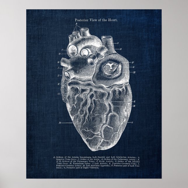 Poster Anatomie Art no 2 Vue postérieur du coeur humain (Devant)