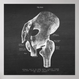 Poster Anatomie Art no 4 Hip Joint