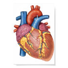 Anatomie Brute Du Coeur Humain