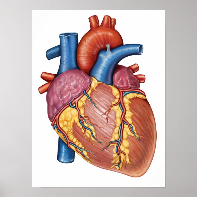 Poster Anatomie Brute Du Coeur Humain (Devant)