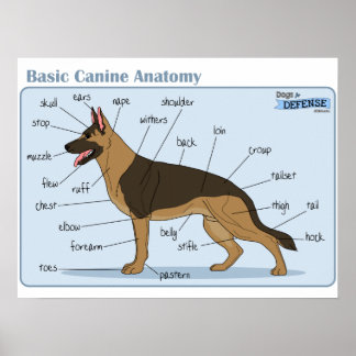 Poster Anatomie canine 24x18