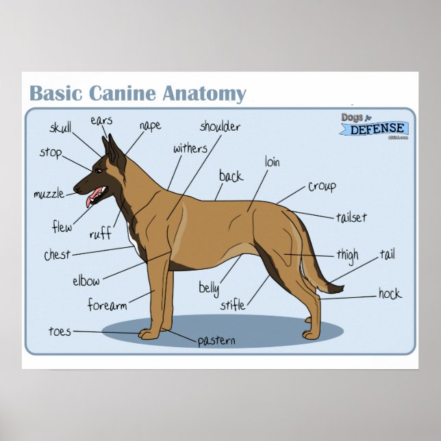 Poster Anatomie canine 24x18 (Devant)
