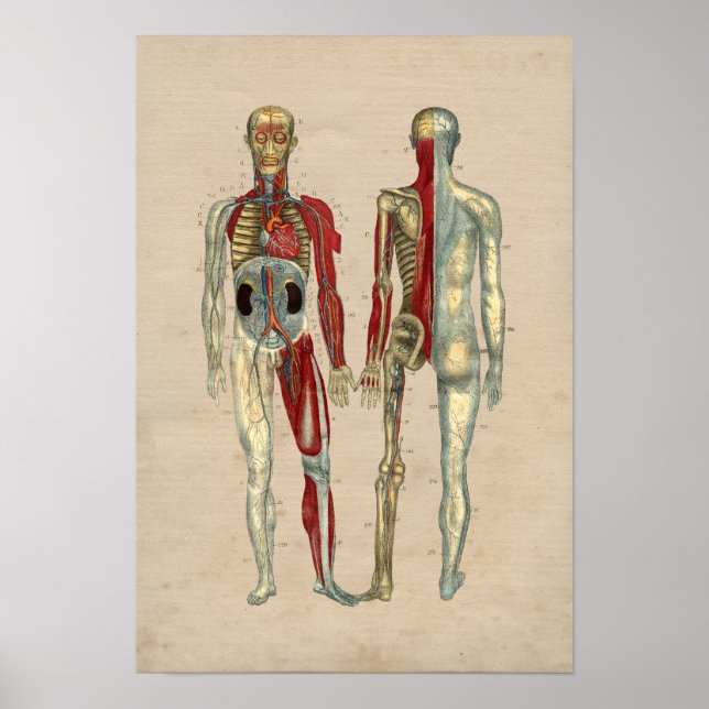 Poster Anatomie cardiaque des artères humaines 1841 Impri (Devant)