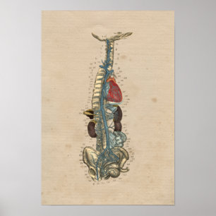 Poster Anatomie cardiaque des veines humaines 1841 Imprim