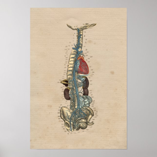 Poster Anatomie cardiaque des veines humaines 1841 Imprim (Devant)