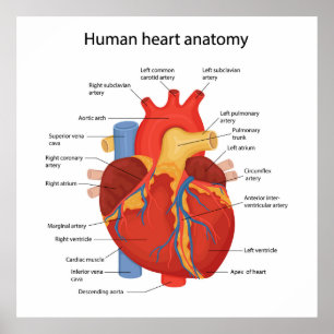 Poster Anatomie cardiaque humaine