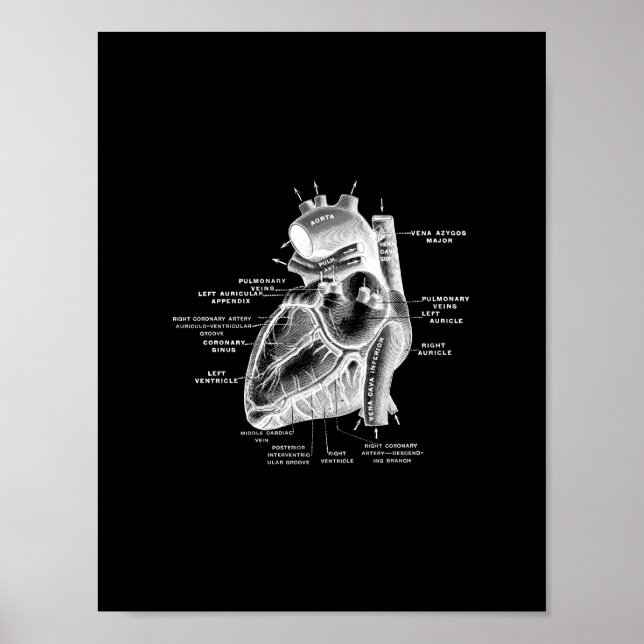Poster Anatomie cardiaque humaine en noir et blanc (Devant)