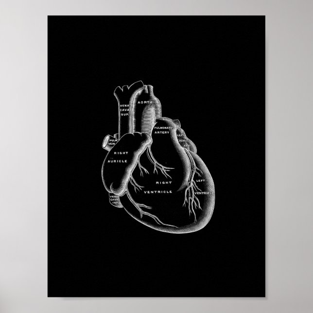 Poster Anatomie cardiaque humaine en noir et blanc (Devant)