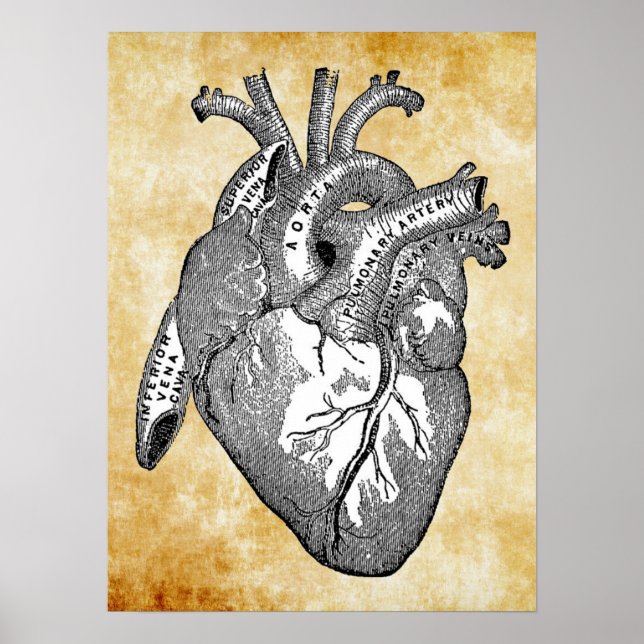 Poster Anatomie cardiaque vintage (Devant)