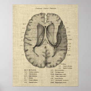 Poster Anatomie cérébrale n° 7 avec Arrière - plan de crè