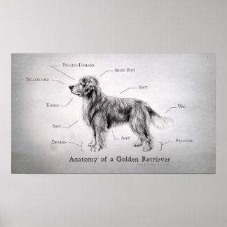 Poster Anatomie correcte d'un Golden Retriever