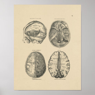 Poster Anatomie crâne vintage du cerveau 1880 Imprimer