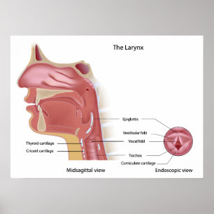 Poster Anatomie d'affiche de larynx