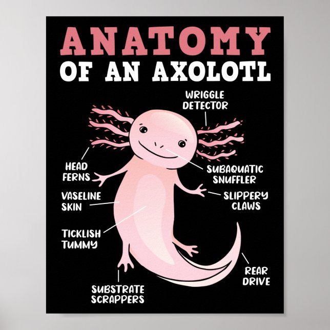 Poster Anatomie D'Axolotl Kawaii (Devant)