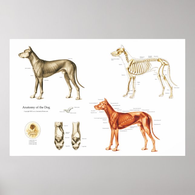 Poster anatomie de chien Muscles et os (Devant)