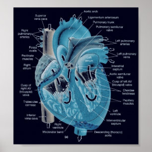 Poster Anatomie de coeur