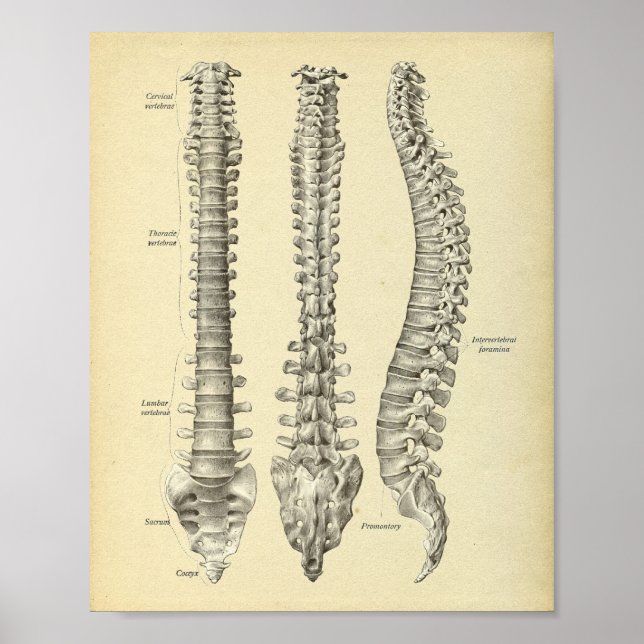Poster Anatomie de colonne vertébrale Imprimer (Devant)