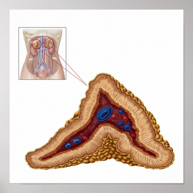 Poster Anatomie De Glande Surrénale, Section Transverse (Devant)