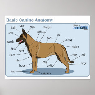 Poster anatomie de la canine 24x18