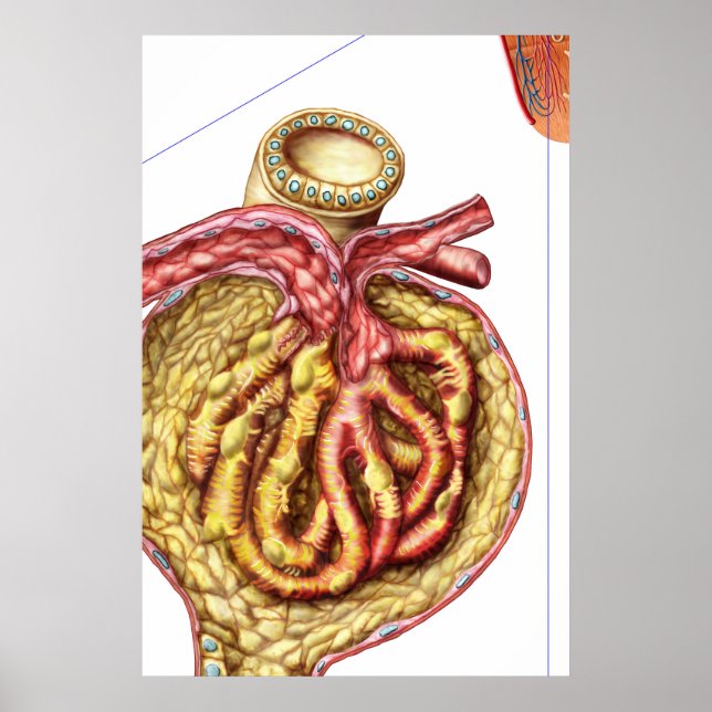 Poster Anatomie De La Capsule Glomérulaire De Bowman (Devant)