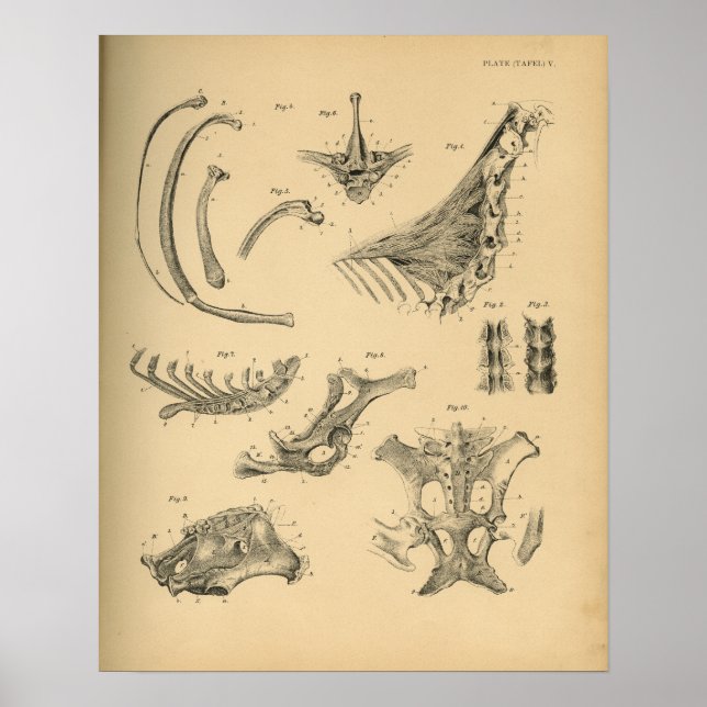 Poster Anatomie de la colonne cervicale du cheval 1908 Im (Devant)