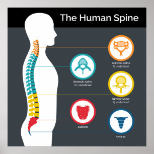 Poster Anatomie de la colonne vertébrale humaine