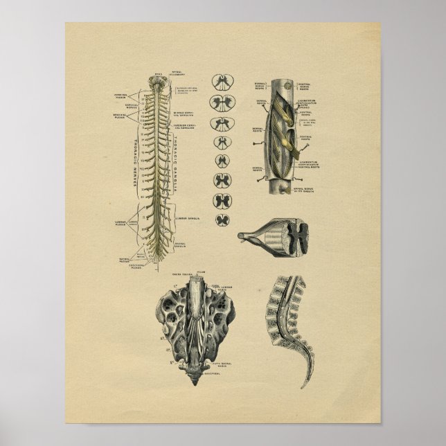 Poster Anatomie de la colonne vertébrale humaine 1902 Imp (Devant)