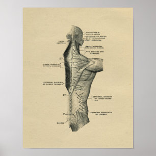 Poster Anatomie de la colonne vertébrale humaine 1902 Imp