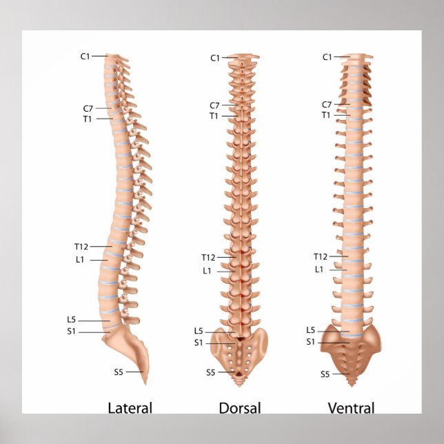 Poster Anatomie de la colonne vertébrale humaine, estampi (Devant)