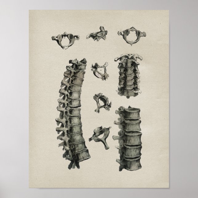Poster Anatomie de la colonne vertébrale humaine Impressi (Devant)