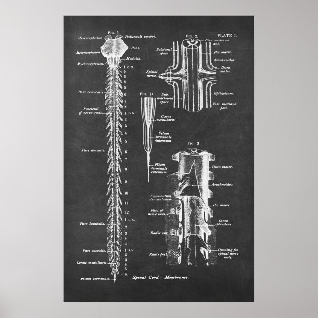 Poster Anatomie de la colonne vertébrale Imprimé n° 1 (Devant)