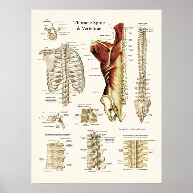 Poster Anatomie de la colonne vertébrale Thoracique et de (Devant)