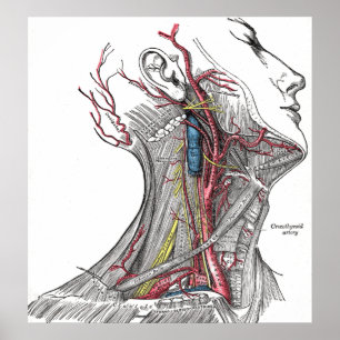 Poster Anatomie de la copie d'affiche de cou