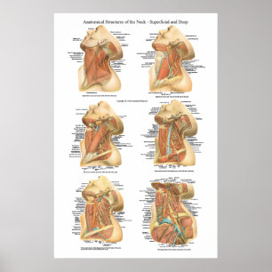 Poster Anatomie de la couche superficielle et profonde du