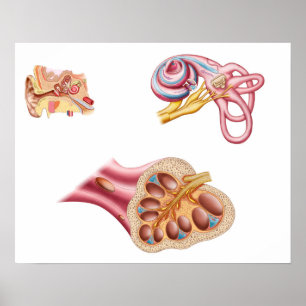 Poster Anatomie De La Coupe Cochléaire Dans L'Oreille Hum