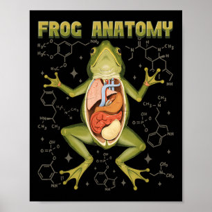 Poster Anatomie de la grenouille Biologie de la dissectio