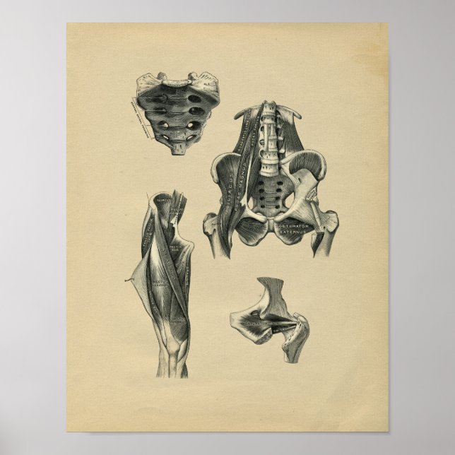 Poster Anatomie de la jambe pelvis humaine 1902 Impressio (Devant)
