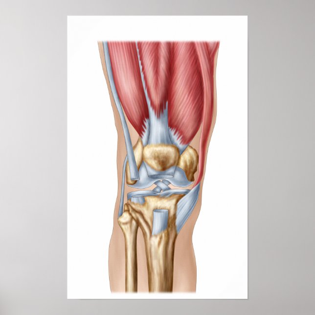 Poster Anatomie De La Joint Du Genou Humain (Devant)
