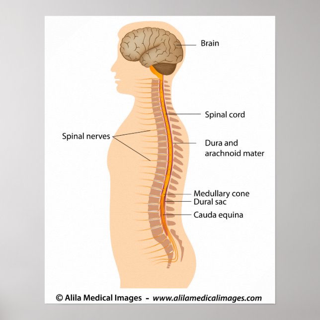 Poster Anatomie de la moelle épinière, dessin étiqueté. (Devant)