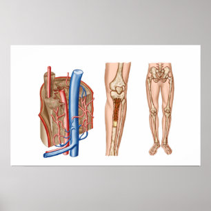 Poster Anatomie De La Moelle Osseuse Humaine