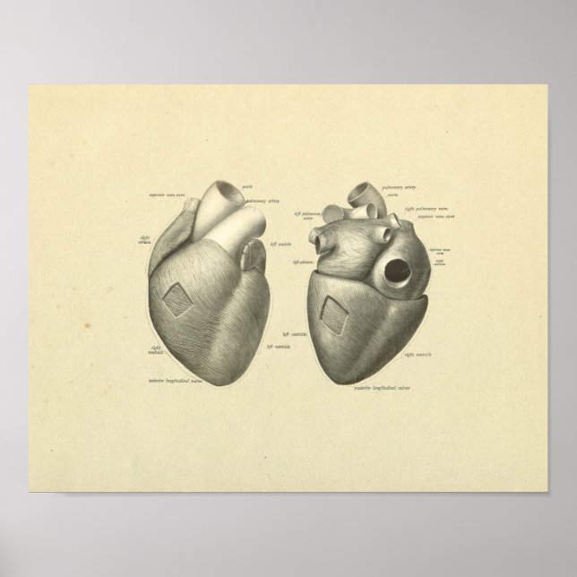 Poster Anatomie de la surface du muscle cardiaque Imprime (Devant)
