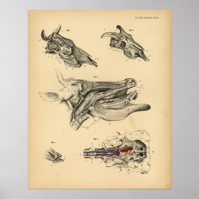 Poster Anatomie de la tête de crâne Ox de vache 1908 Impr (Devant)